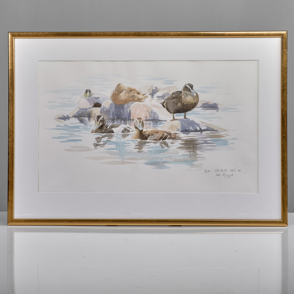 MÅNS HJERNQUIST. (1976-). Akvarell. Ejder Lilla Karlsö.